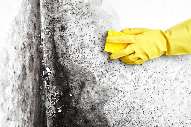 Best Fast Mold Removal  in Silver Lake, OH