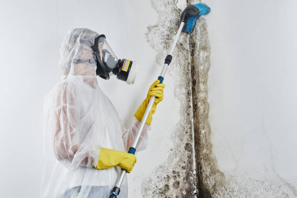Best Certified Mold Removal  in Silver Lake, OH