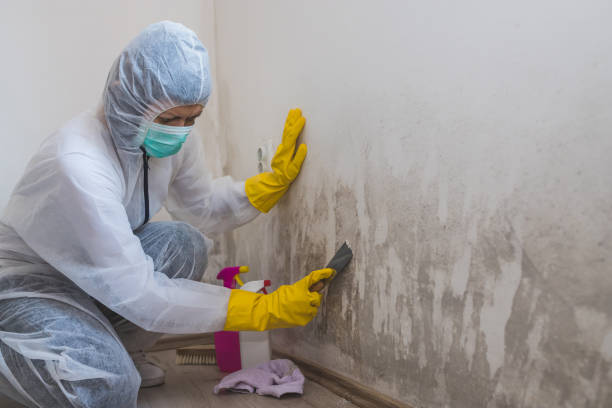 Best Mold Damage Repair  in Silver Lake, OH